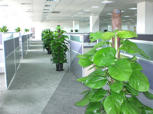 湖州什么植物适合放办公室
