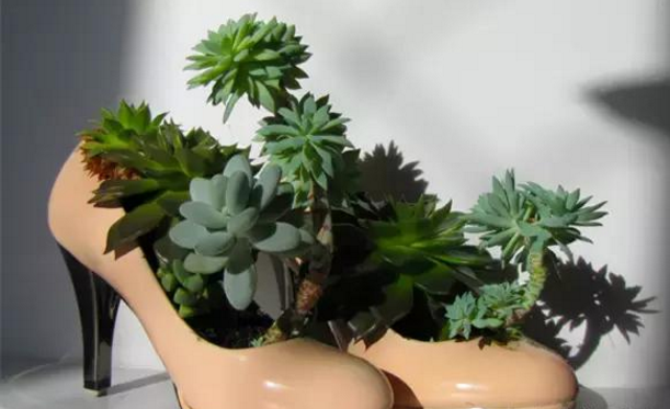 湖州多肉植物的配盆，个性化花盆选择！