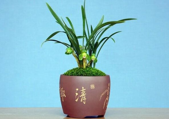 湖州盆花浇水的进阶技能，你知道多少？