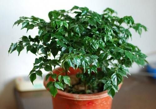 湖州如何正确清洗植物租摆的叶片？
