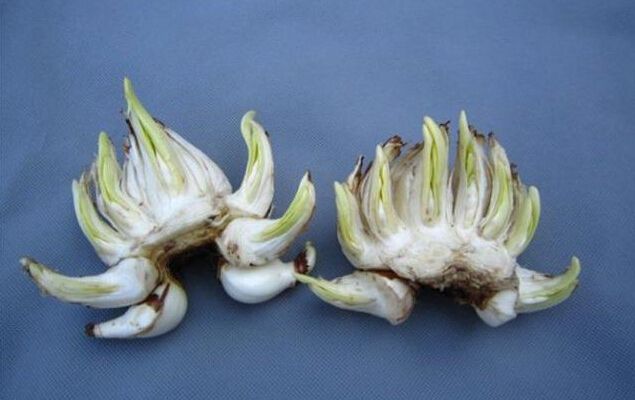 湖州如何选购水仙鳞茎，养好花从买花开始！