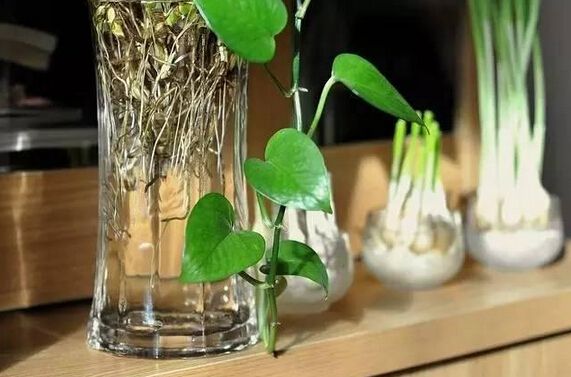 湖州水培的花卉怎样养才不烂根呢？