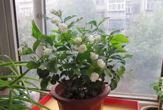 湖州刚买回来的植物没多久就挂了为啥？
