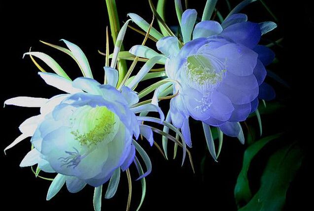 湖州昙花为什么多在夜间开放？
