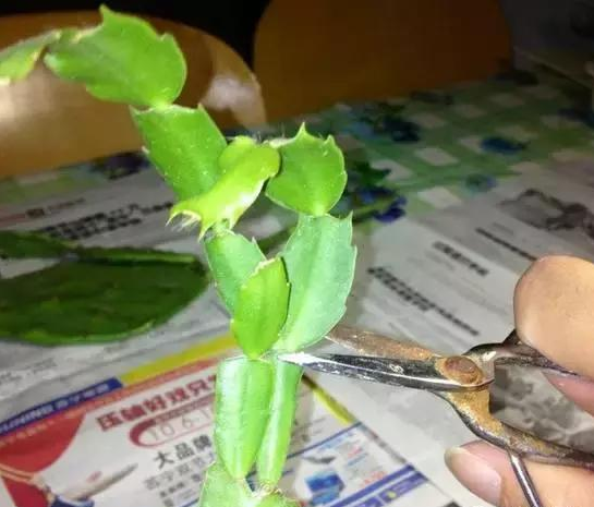 湖州学会修剪，蟹爪兰才能花开不断！