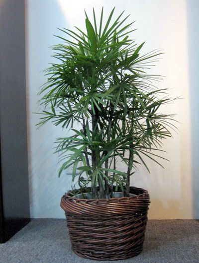 湖州棕竹的种植方面与注意事项