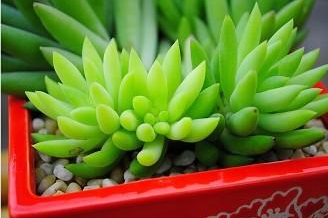 湖州如何挽救烂根的多肉植物?