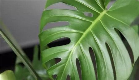 湖州既好看又吸毒的的绿植物花卉租摆汇总