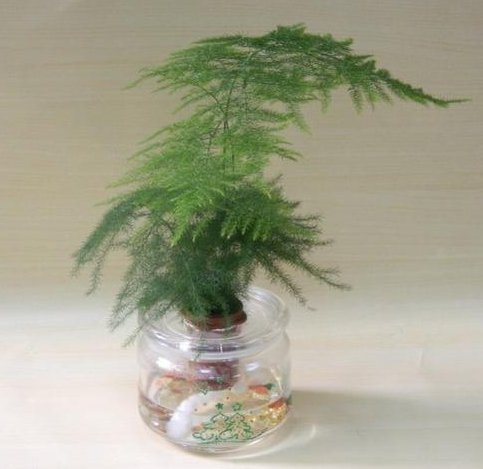 湖州文竹叶子焦边的处理方法，日常养护是关键