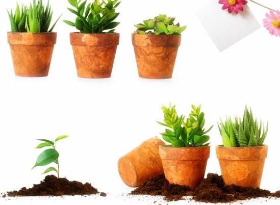 湖州如何给你的盆栽花卉绿植租摆土壤消毒