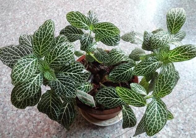 湖州别样的新生绿植物租摆，种上一片肯定美。