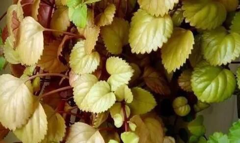 湖州客厅里放盆吸烟植物，再也不怕二手烟