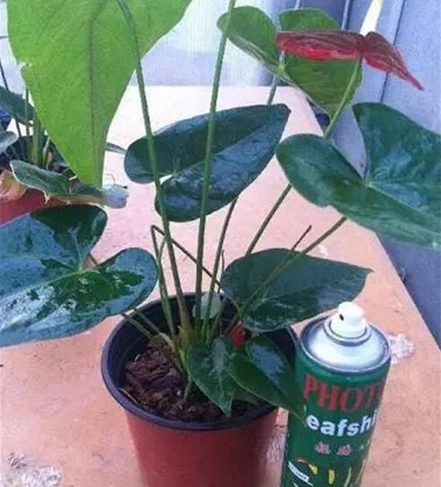 湖州某些花卉市场花长得好的“猫腻”