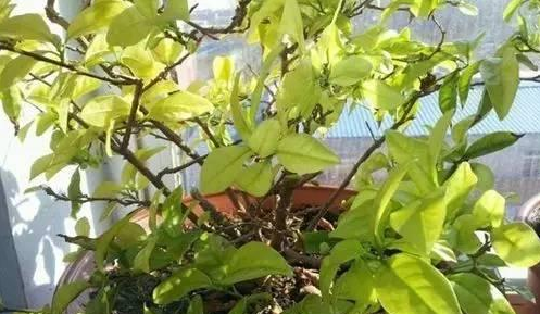 湖州双色茉莉花叶子发黄掉落怎么回事？