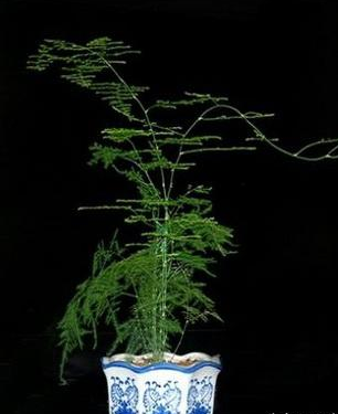 湖州你的文竹是不是越养越黄？赶紧进来看看！