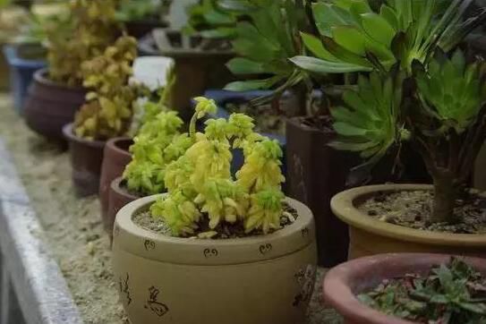 湖州什么花总是养不活，因为你忽略了这些细节