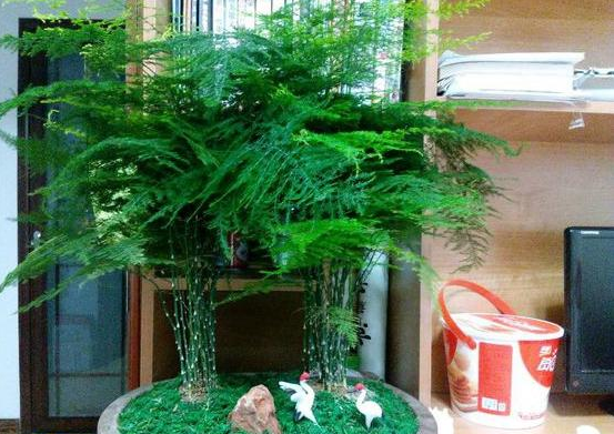 湖州文竹浇白糖水可以让它长得更绿、更茂盛，真的假的？