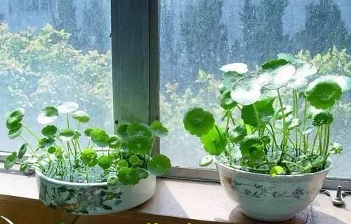 湖州铜钱草越冬应该怎么养？
