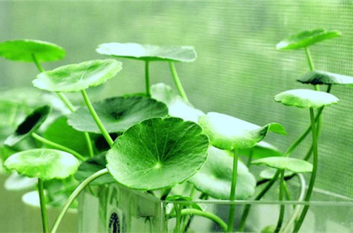 湖州铜钱草用什么土养更好
