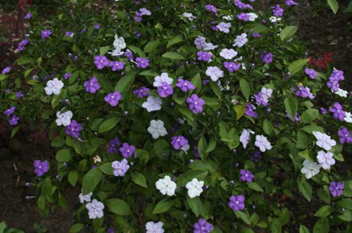 湖州双色茉莉花叶子发黄是怎么回事