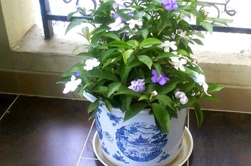 湖州双色茉莉为什么不开花