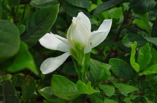 湖州栀子花掉叶子是怎么回事