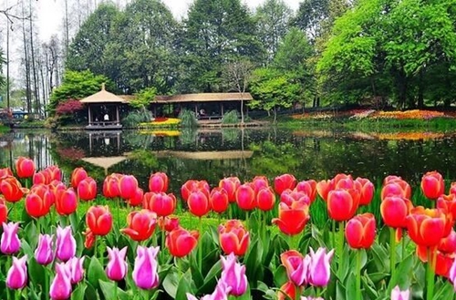 湖州适合公园种植的花草绿植有哪些