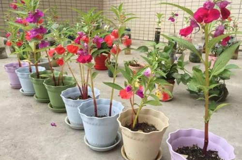 湖州凤仙花叶子发黄怎么回事 怎么办