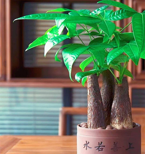 湖州最全的发财树盆栽养护宝典！
