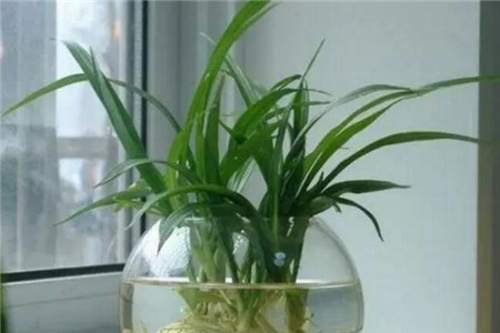 湖州水培植物为什么总是黄叶子？