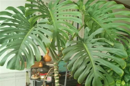 湖州吸甲醛、吸灰尘、吸毛絮更猛的植物有哪些？