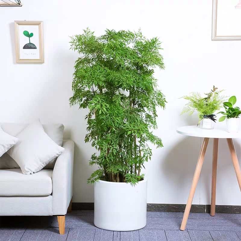 湖州福禄桐