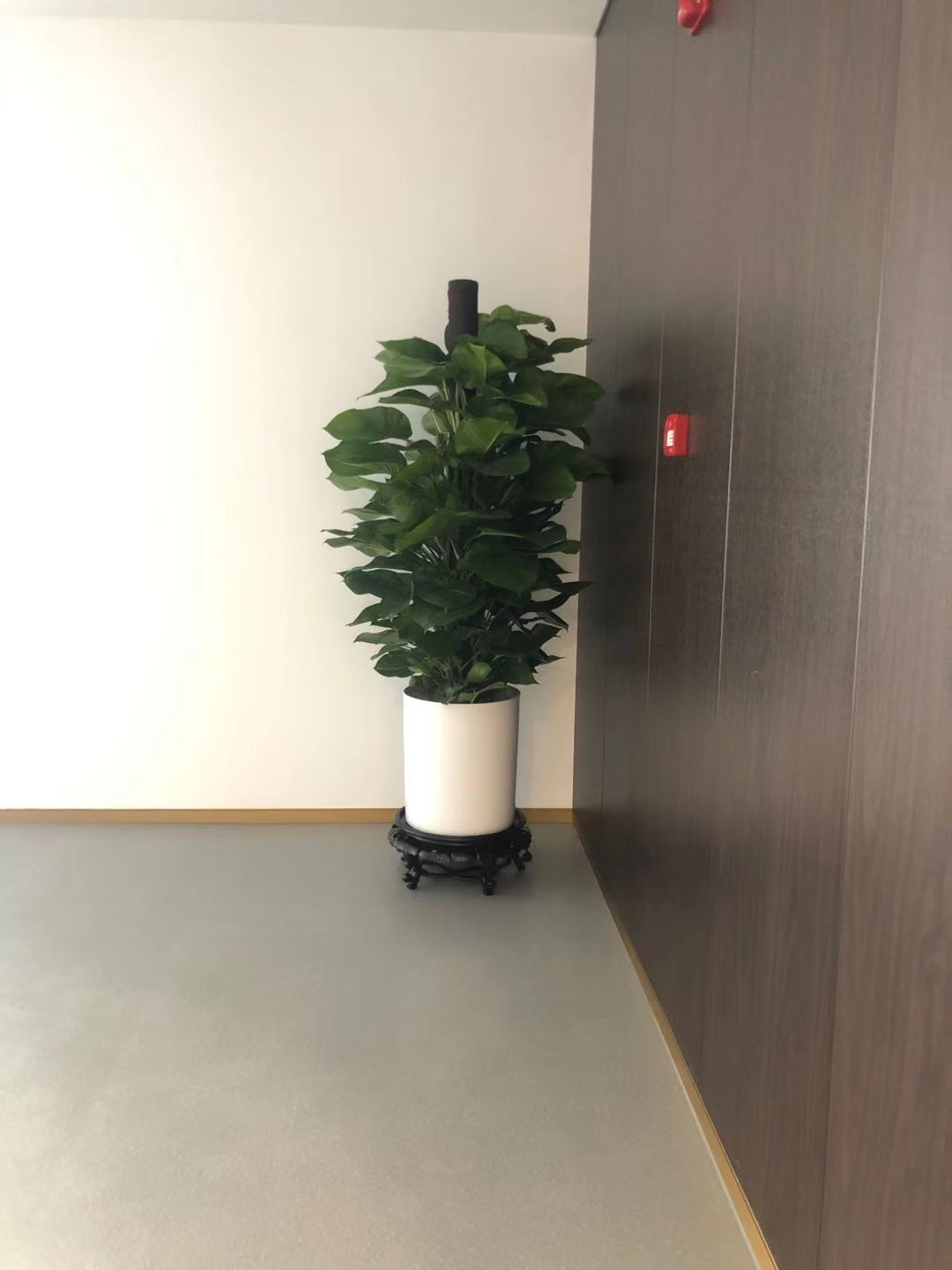 湖州绿萝