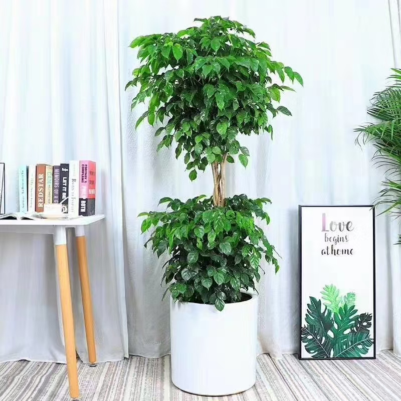 湖州绿宝树