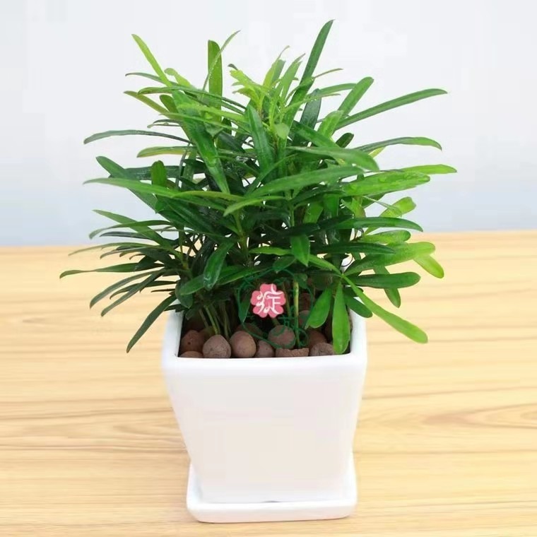 湖州小罗汉松