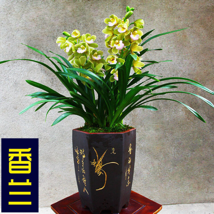 湖州兰花