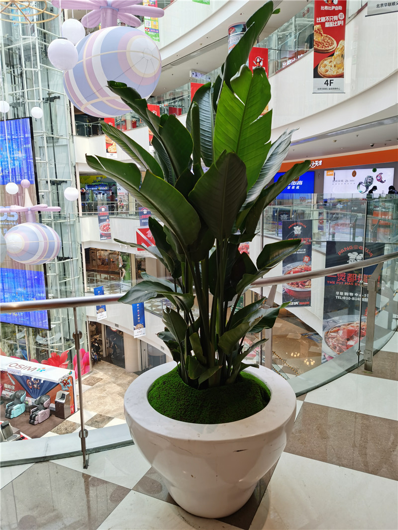 湖州花卉组合