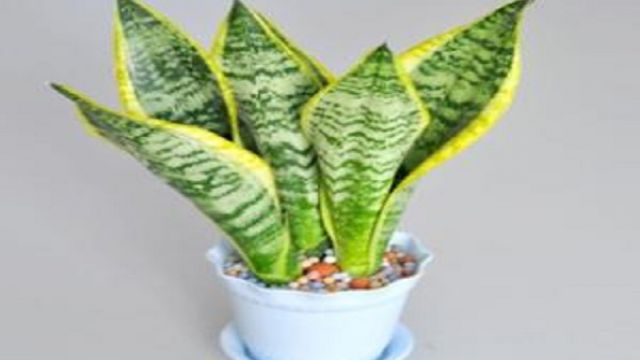 湖州金边虎皮兰的养殖方法和注意事项