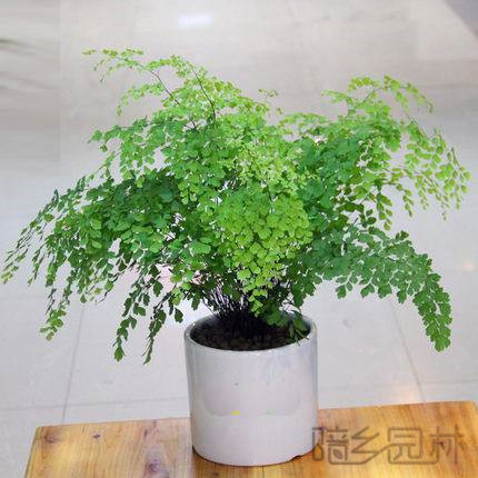 湖州绿植租赁-铁线蕨