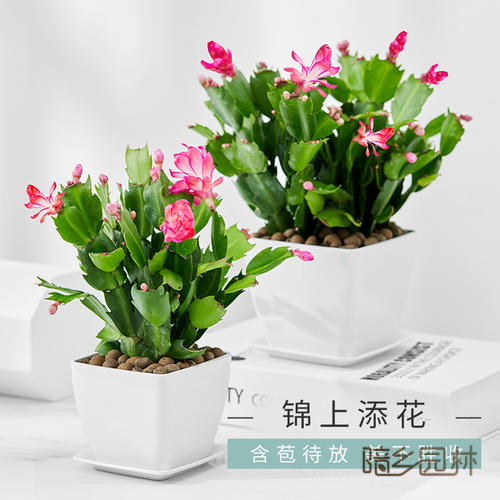 湖州花卉租摆-蟹爪兰