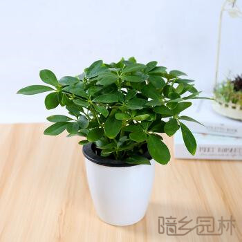 湖州绿植租赁-鸭脚木