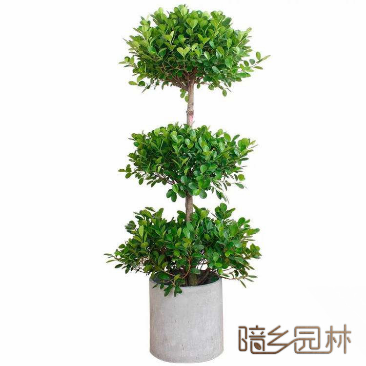 湖州绿植租赁-摇钱树