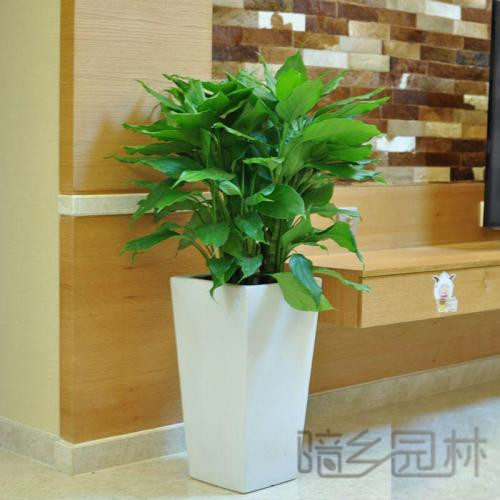 湖州绿植租赁 -万年青