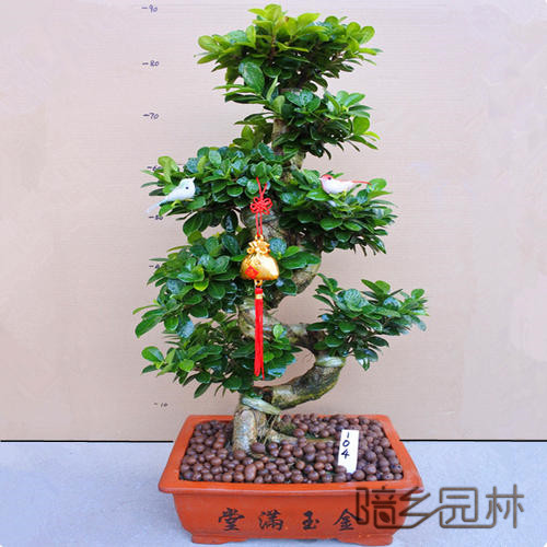 湖州绿植租赁-摇钱树盆景