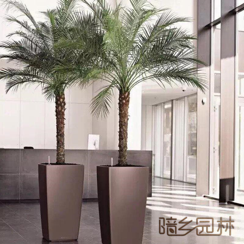 湖州绿植租赁-针葵