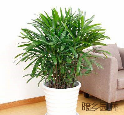 湖州绿植租赁-棕竹