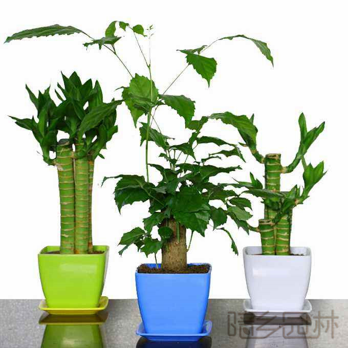 湖州绿植租赁-富贵竹