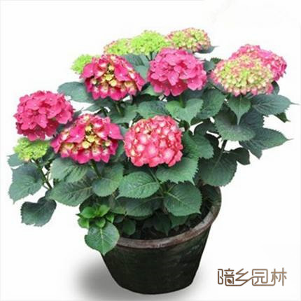 湖州花卉租摆-绣球花