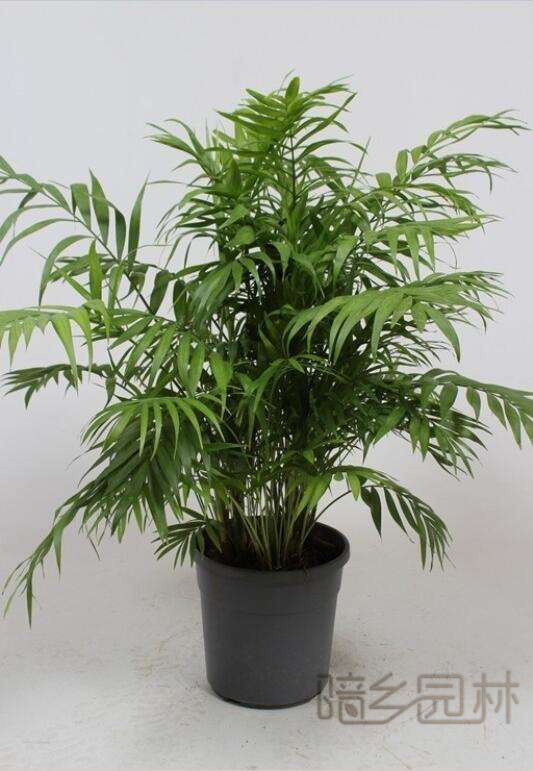 湖州绿植租赁-袖珍椰子